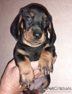 Additional photos: Purebred smooth-haired dachshund puppies