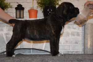 Additional photos: For sale beautiful puppies Cane Corso - boys and girls.