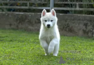 Photo №4. I will sell siberian husky in the city of Ниш. breeder - price - negotiated