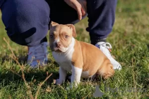 Additional photos: American bully