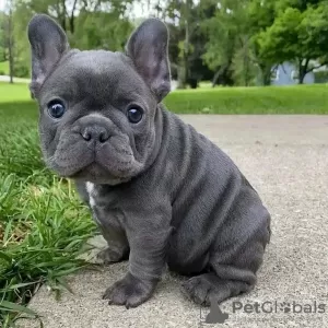 Photo №2 to announcement № 68766 for the sale of french bulldog - buy in Poland private announcement