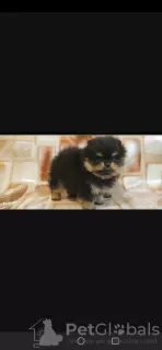 Additional photos: Pomeranian puppies for sale