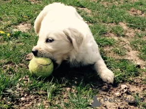 Photo №2 to announcement № 103478 for the sale of golden retriever - buy in Germany 