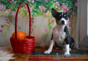 Additional photos: Basenji Champion Bloodlines Pups, FCI Pedigree