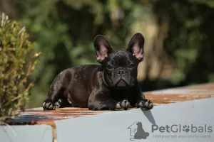 Additional photos: Pedigree FCI boy