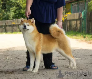 Photo №3. Akita girl. Russian Federation