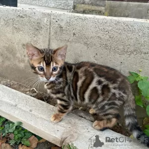 Additional photos: Gorgeous bengal boy