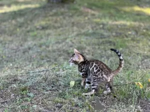 Photo №2 to announcement № 40290 for the sale of bengal cat - buy in Italy private announcement, from nursery, breeder