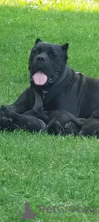 Photo №1. cane corso - for sale in the city of Smederevska Palanka | negotiated | Announcement № 64584