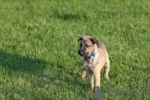 Additional photos: Positive puppy Anfisa in good hands