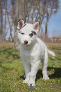 Photo №3. UCI Piebald Husky Puppies. Ukraine