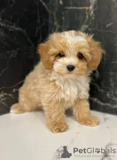 Photo №1. maltese dog - for sale in the city of London Borough of Hammersmith and Fulham | 350$ | Announcement № 125603