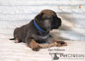 Additional photos: Puppies CA DE BO