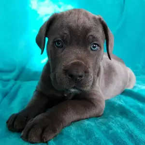 Additional photos: Puppies of Cane Corso breed are offered for sale.