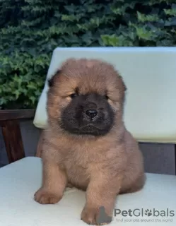 Additional photos: Chow Chow puppies for sale