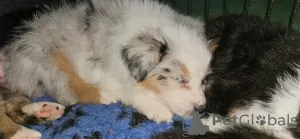 Photo №3. Australian Shepherd Puppy. Norway