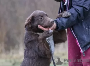 Additional photos: Zhorik is a positive puppy.