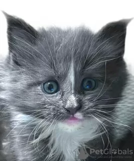 Photo №4. I will sell maine coon in the city of Cape Coral. breeder - price - 130$