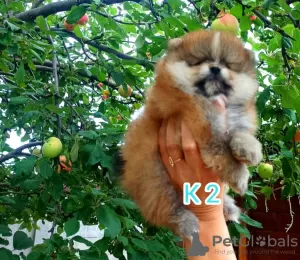 Photo №3. Pomeranian Spitz. Russian Federation