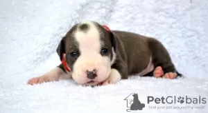 Photo №4. I will sell american staffordshire terrier in the city of Zhytomyr. from nursery, breeder - price - 1000$