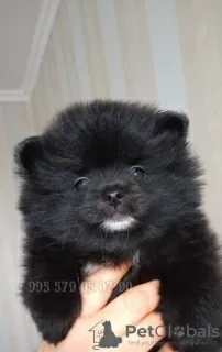 Additional photos: Pomeranian Spitz puppies, mini boo.