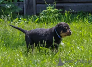 Photo №4. I will sell rottweiler in the city of Калинковичи. from nursery - price - 1057$