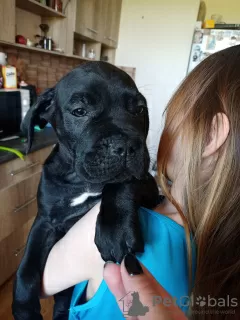 Additional photos: Cane Corso puppies