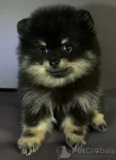 Photo №1. pomeranian - for sale in the city of Kharkov | negotiated | Announcement № 66538