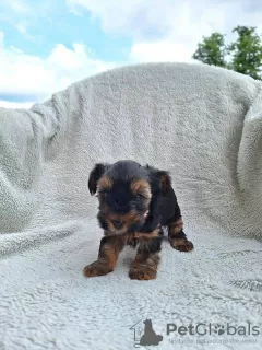 Additional photos: Yorkshire Terrier puppies