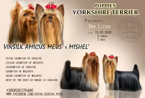 Additional photos: club puppies YORKSHIRE TERRIER, FCI (KSU)