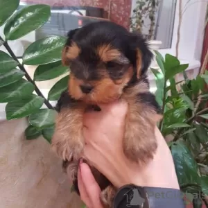 Photo №1. yorkshire terrier - for sale in the city of Crimea | 2000$ | Announcement № 9842