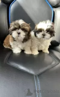 Photo №1. shih tzu - for sale in the city of Eišiškės | 349$ | Announcement № 75810