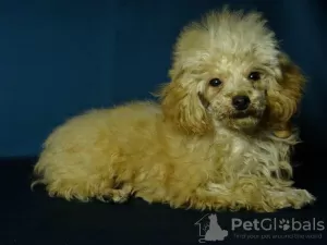 Photo №4. I will sell poodle (toy) in the city of Minsk. private announcement, from nursery, breeder - price - negotiated