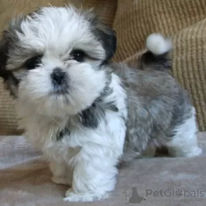 Photo №1. shih tzu - for sale in the city of Фокино | 317$ | Announcement № 111503