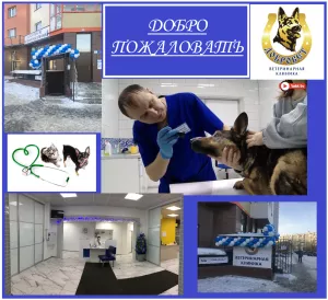 Photo №2. Veterinarian Services in Russian Federation. Price - negotiated. Announcement № 5821