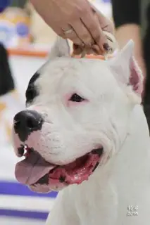 Additional photos: Great Dane of Argentina. Puppies