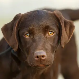 Additional photos: Labrador Retriever Puppies