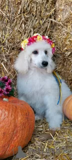 Photo №3. Royal Poodle puppies for sale. Ukraine