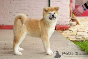 Photo №3. Akita Inu. Serbia