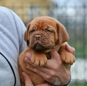 Additional photos: Bordeaux mastiff