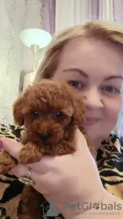 Additional photos: Rkf mini toy poodle puppies