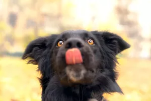 Additional photos: Metis Border Collie Teddy is looking for a loving host