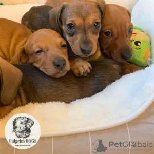 Photo №2 to announcement № 28334 for the sale of dachshund - buy in Germany from nursery, breeder