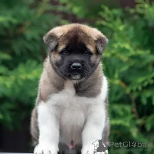 Photo №4. I will sell american akita in the city of Velikiye Luki. from nursery - price - Is free