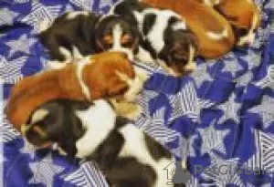 Photo №2 to announcement № 128841 for the sale of basset hound - buy in Finland breeder