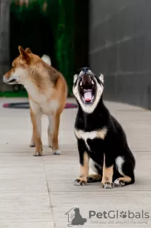 Additional photos: Black Shiba Inu Puppy (rare color)