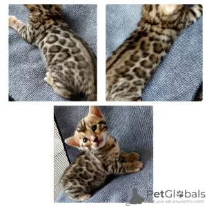 Photo №3. bengal kittens. Belarus