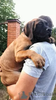 Additional photos: Bullmastiff puppies