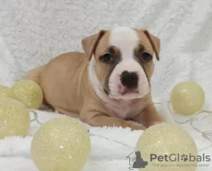 Additional photos: American Staffordshire Terrier puppies