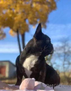 Photo №3. French bulldog girl, chocolate. Ukraine